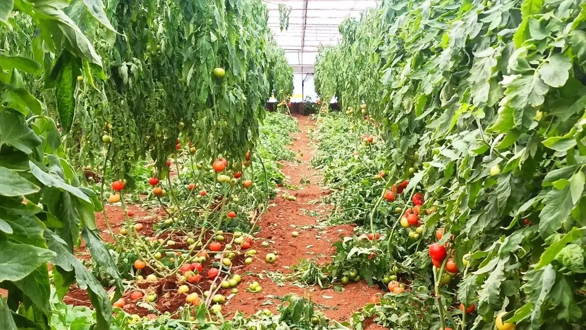 Fethiye'de etkili olan şiddetli yağış ve fırtına sonrası hasar tespit