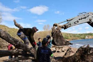 Belediye ekipleri, Bodrum’da fırtınada devrilen ılgın ağaçlarını tekniğine uygun şekilde