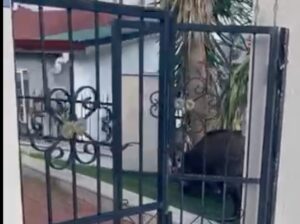 Muğla’nın Marmaris ilçesinde, şehir merkezine, evlerin bahçelerine kadar inen yaban