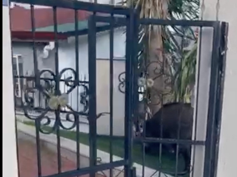 Muğla’nın Marmaris ilçesinde, şehir merkezine, evlerin bahçelerine kadar inen yaban