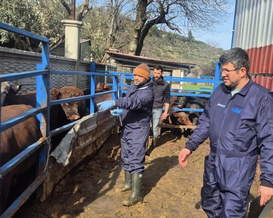 Menteşe İlçe Tarım ve Orman Müdürlüğü ekipleri, 2025 yılı besilik