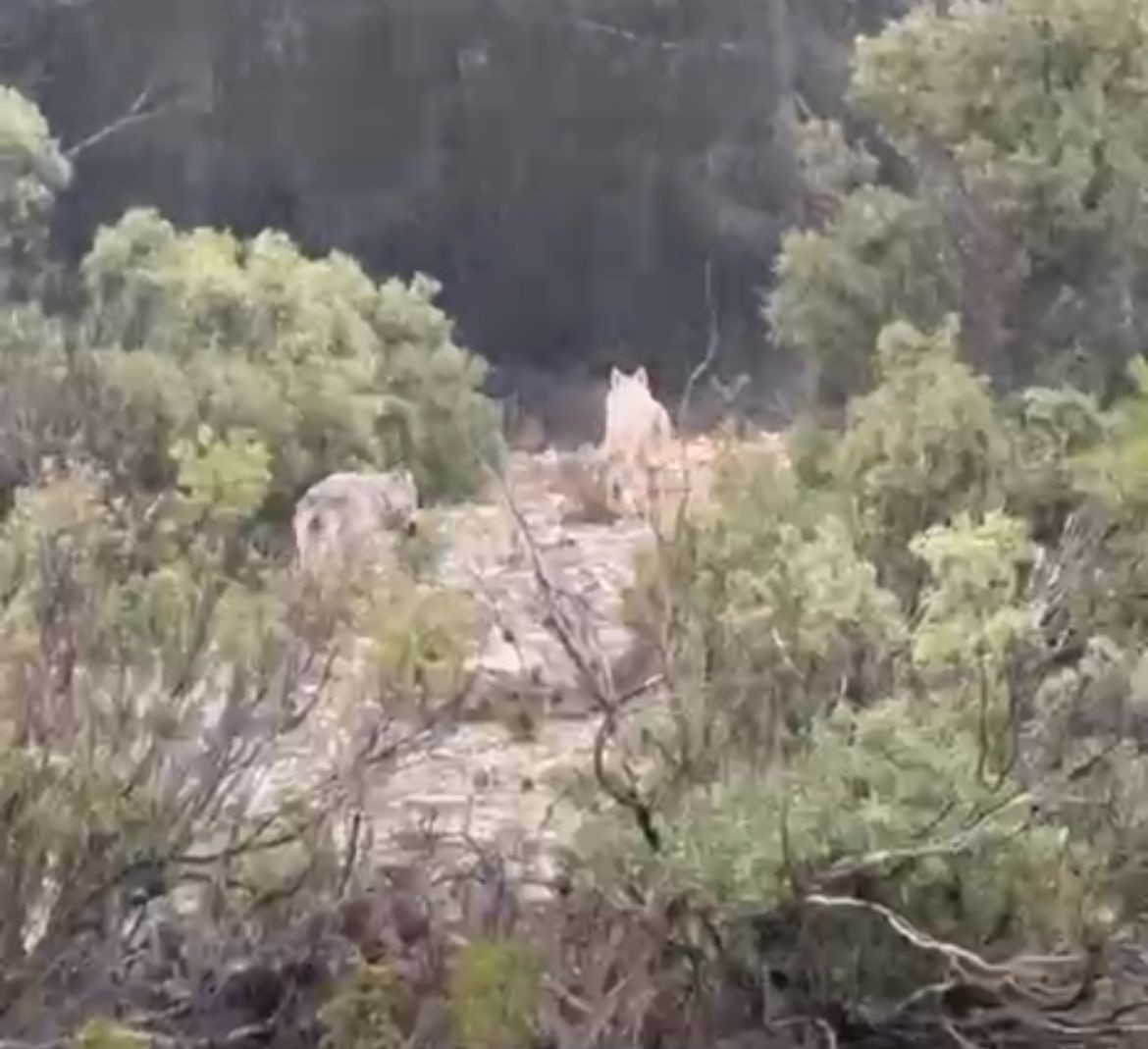 Muğla’nın Menteşe ilçesine bağlı Düzeyn mevkiinde bir kurt ve eşi,