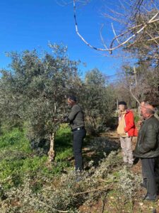 Muğla’nın Menteşe ilçesinde, zeytin ağaçlarında verimi artırmak ve doğru teknikleri