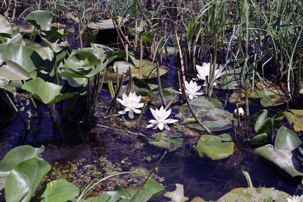 MSKÜ Fen Fakültesi Öğretim Üyeleri ve doktora öğrencileri, 16. Uluslararası