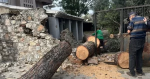 Muğla Milas’ta etkisini gösteren şiddetli fırtına, şehir genelinde ağaç devrilmeleri