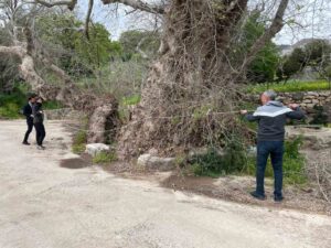Muğla’nın Bodrum ilçesinde doğa yürüyüşü sırasında fark edilen ve gövde