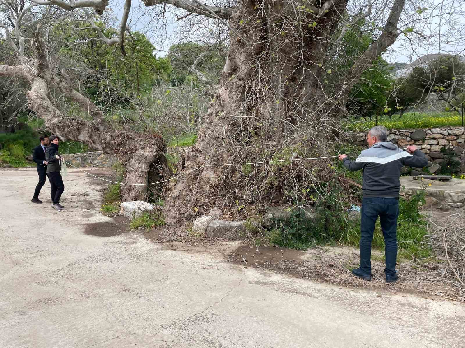 Muğla’nın Bodrum ilçesinde doğa yürüyüşü sırasında fark edilen ve gövde