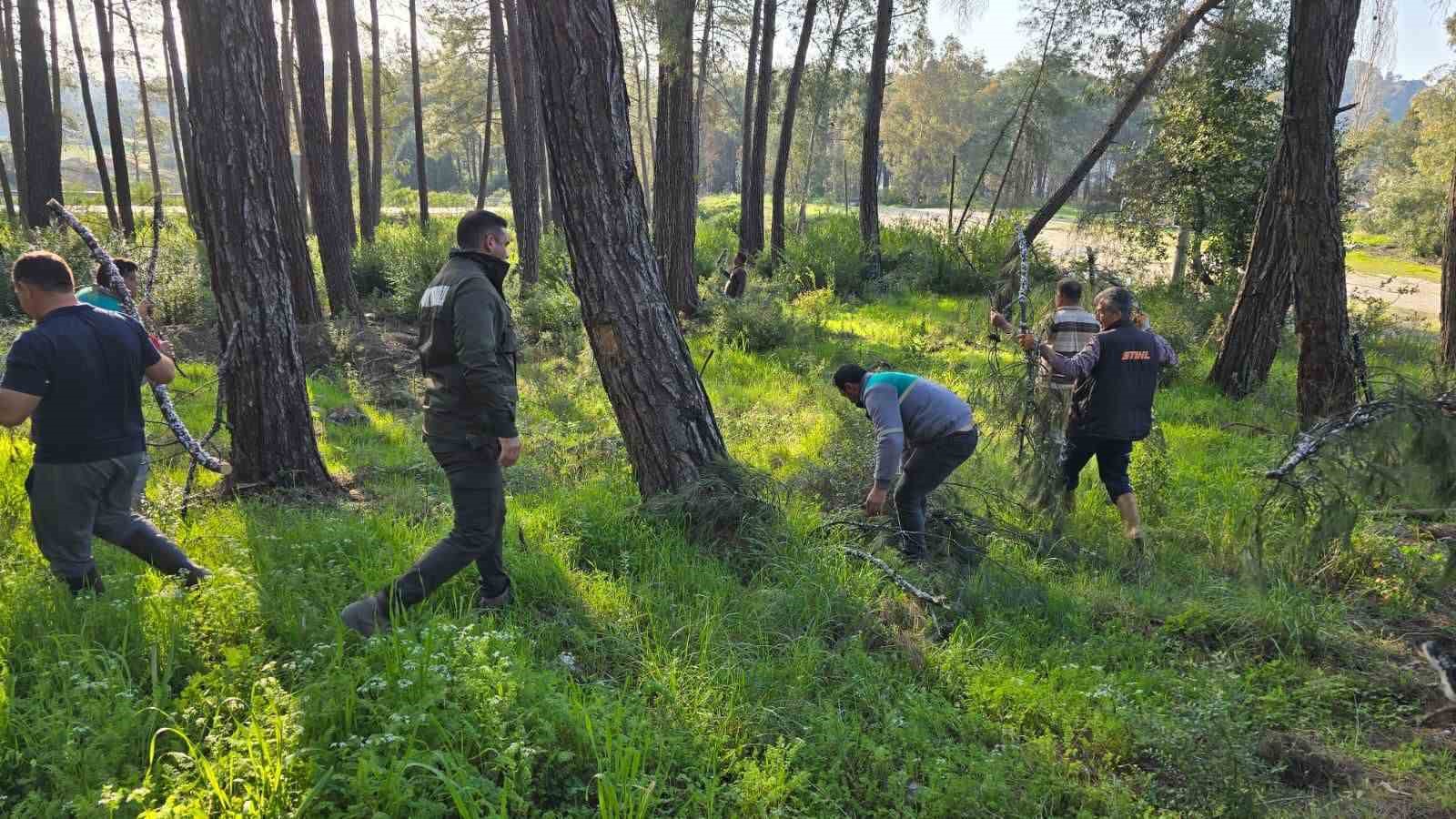 Muğla Sakar yolundan toplanan basralı dallar arıcılar için Marmaris ilçesi