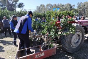 Muğla Büyükşehir Belediyesi, Köyceğiz’de geçtiğimiz yıl yaşanan şiddetli don nedeniyle