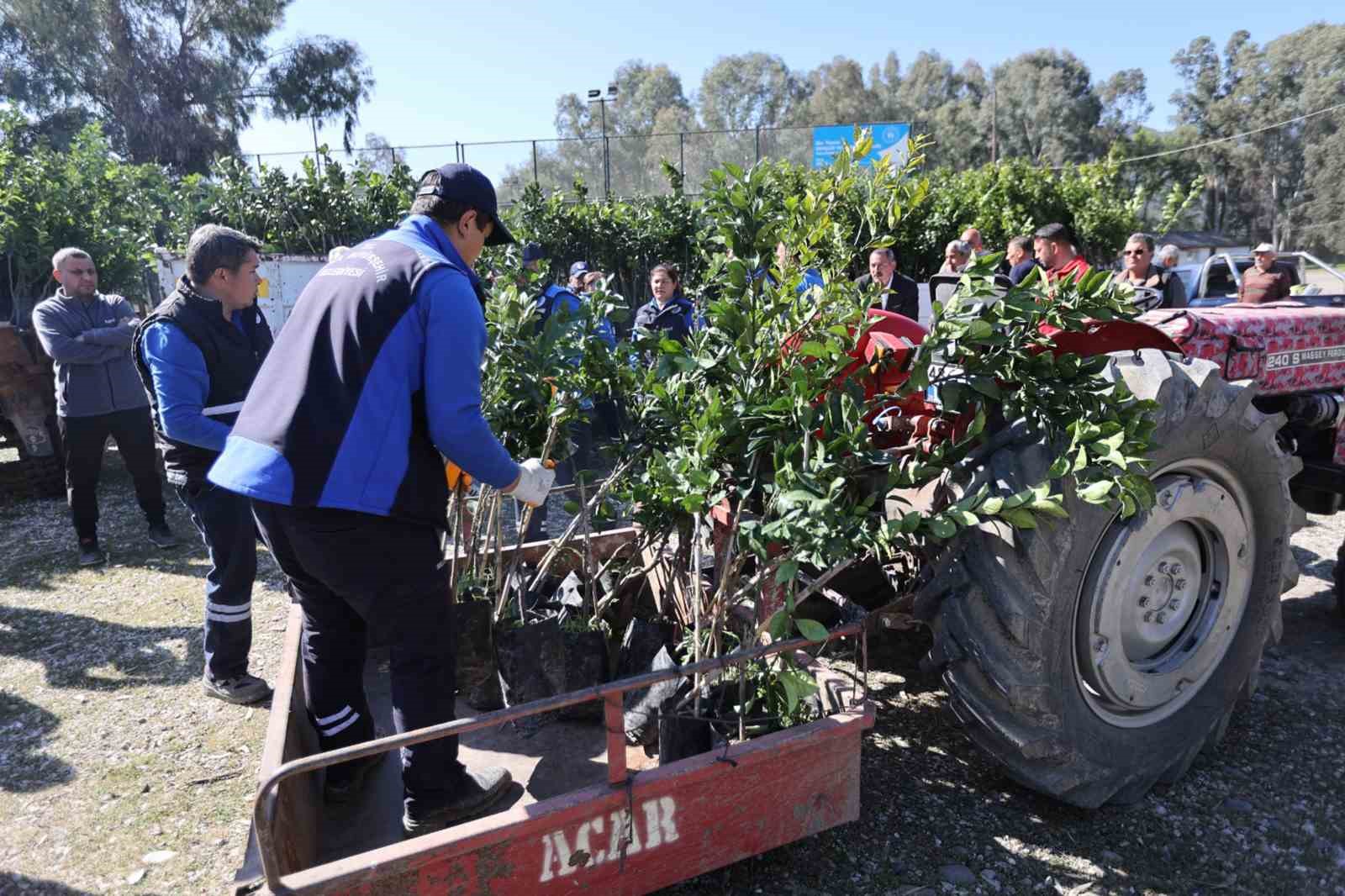 Muğla Büyükşehir Belediyesi, Köyceğiz’de geçtiğimiz yıl yaşanan şiddetli don nedeniyle