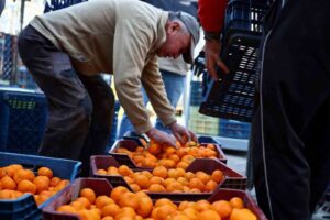 Bodrum Belediyesi, yerel üretimi destekleme ve bölgenin tarımsal değerlerini öne
