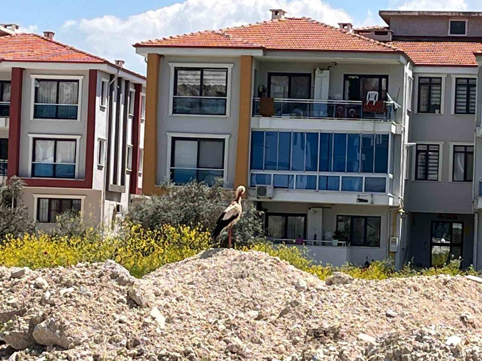 Muğla’nın Yatağan ilçesi Yeni Mahalle’de şehir içine inen bir leylek,