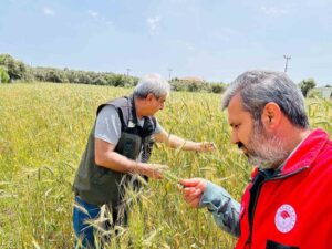Menteşe İlçe Tarım ve Orman Müdürlüğü ekipleri, bölgedeki hububat üretim