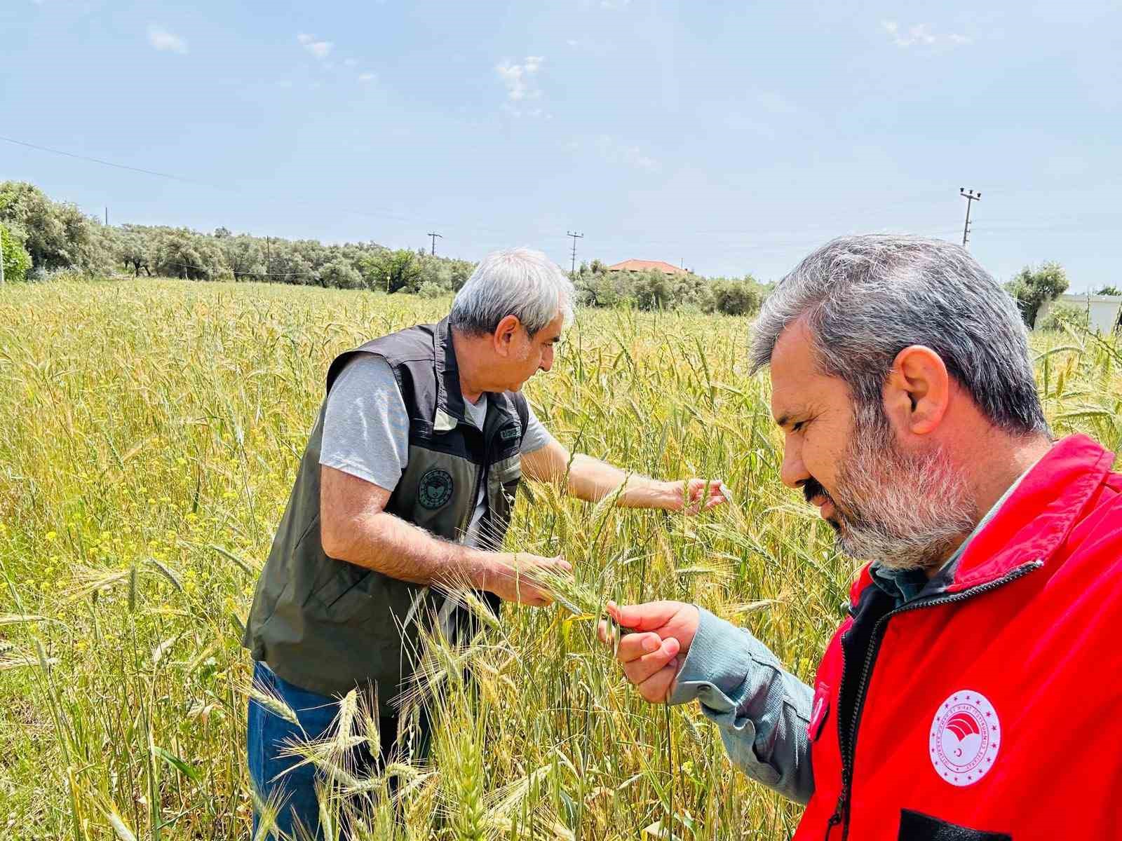 Menteşe İlçe Tarım ve Orman Müdürlüğü ekipleri, bölgedeki hububat üretim