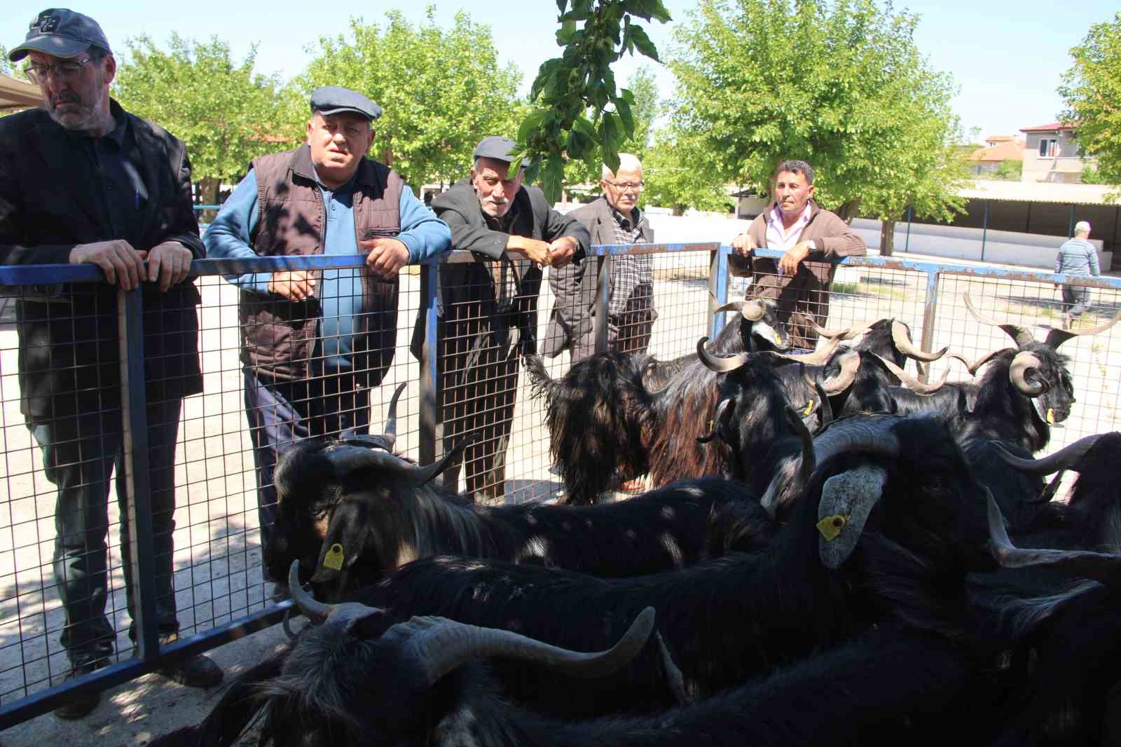 Kurban Bayramı’na günler kala, Menteşe’deki Bayır Hayvan Pazarı’nda satış hareketliliği