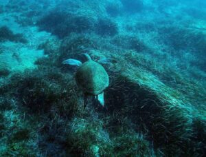 Muğla Büyükşehir Belediyesi’nin destek verdiği ‘Project Posidonia’ kapsamında Bodrum Yarımadası