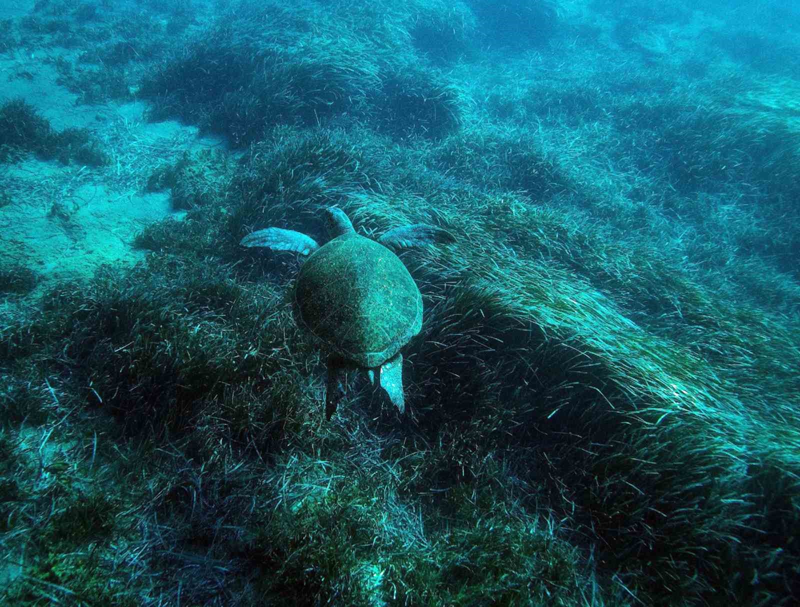 Muğla Büyükşehir Belediyesi’nin destek verdiği ‘Project Posidonia’ kapsamında Bodrum Yarımadası