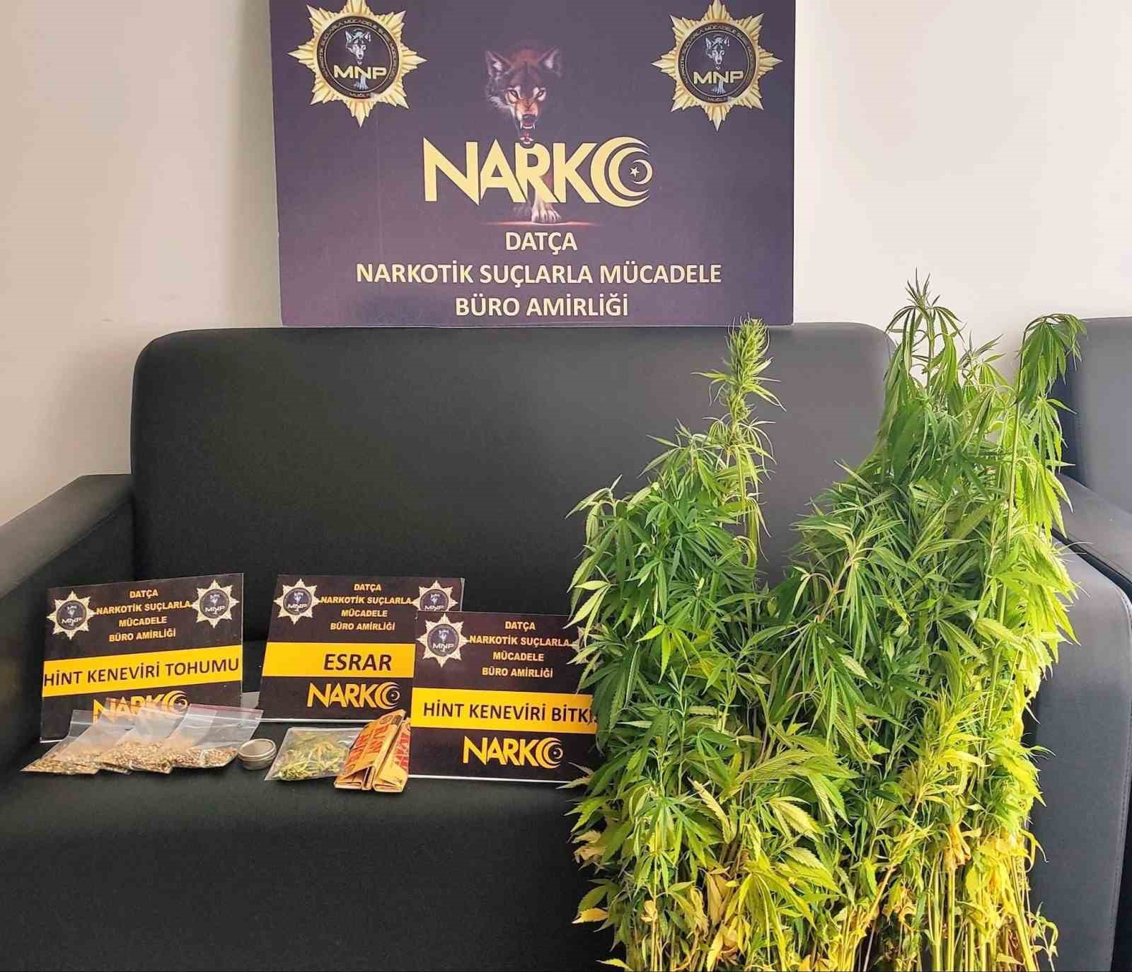 Muğla’nın Datça ilçesinde narkotik ekipleri tarafından düzenlenen operasyonda 200 kök