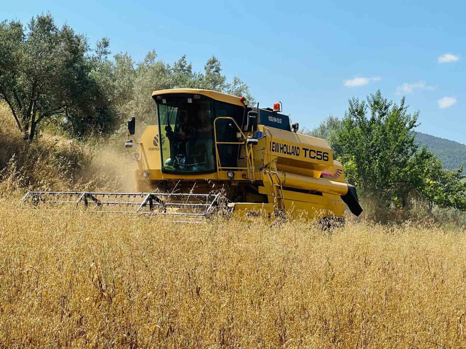 Muğla’nın Menteşe ilçesinde arpa ve yulaf hasadının başlamasıyla birlikte, Menteşe