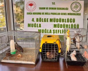 Muğla’nın Ula ilçesinde, CİMER’e yapılan bir ihbarı değerlendiren ekipler, düzenledikleri
