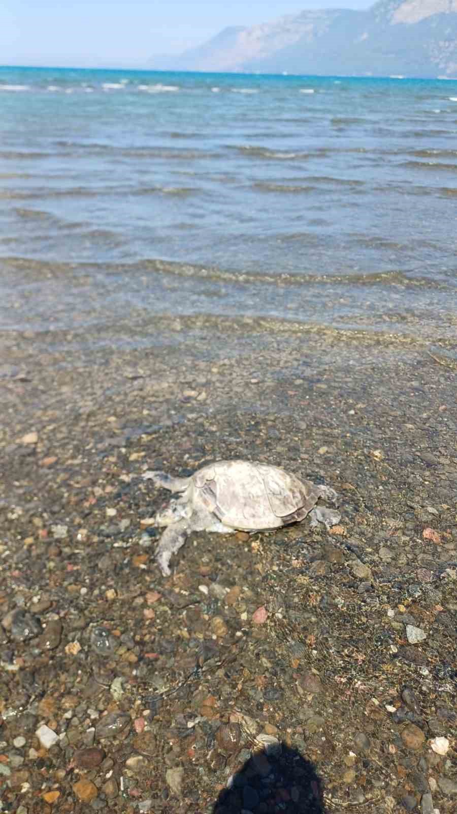 Muğla’nın Ula ilçesine bağlı turistik Gökçe Mahallesi sahilinde, telef olmuş