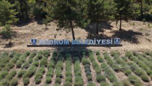 Bodrum Belediyesi Tarımsal Hizmetler Müdürlüğü tarafından bu yıl 6’ncısı düzenlenen