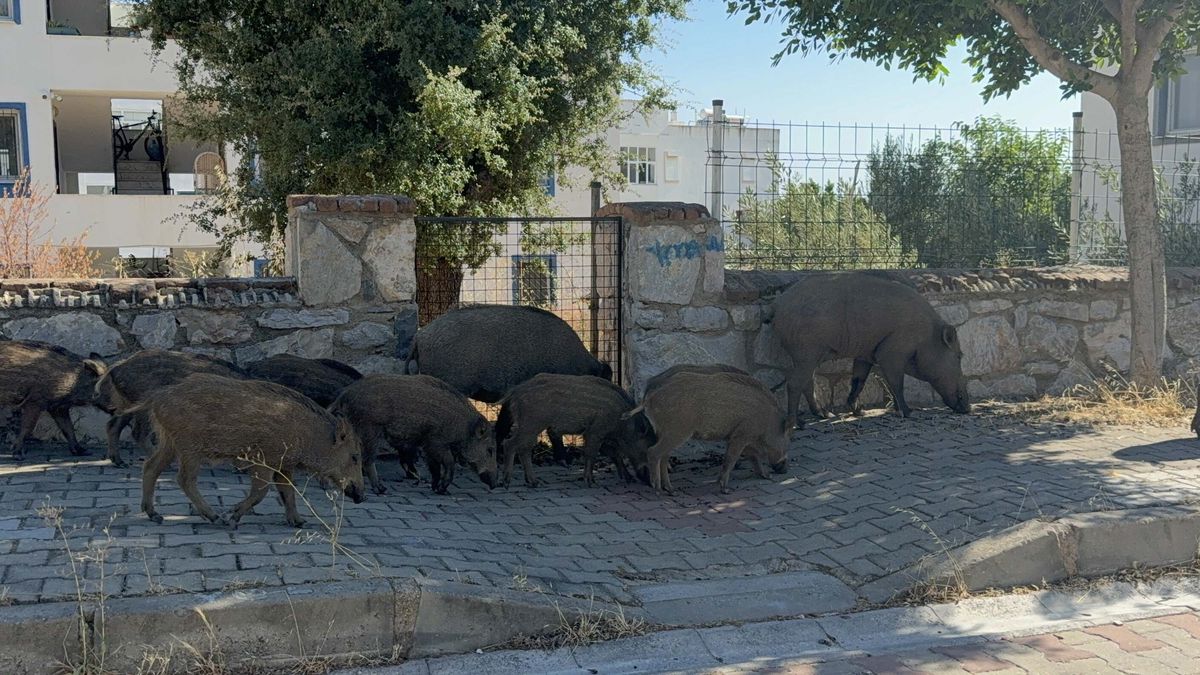 Muğla'nın Bodrum ilçesinde caddelerde 20 domuz yiyecek ararken cep telefonuyla