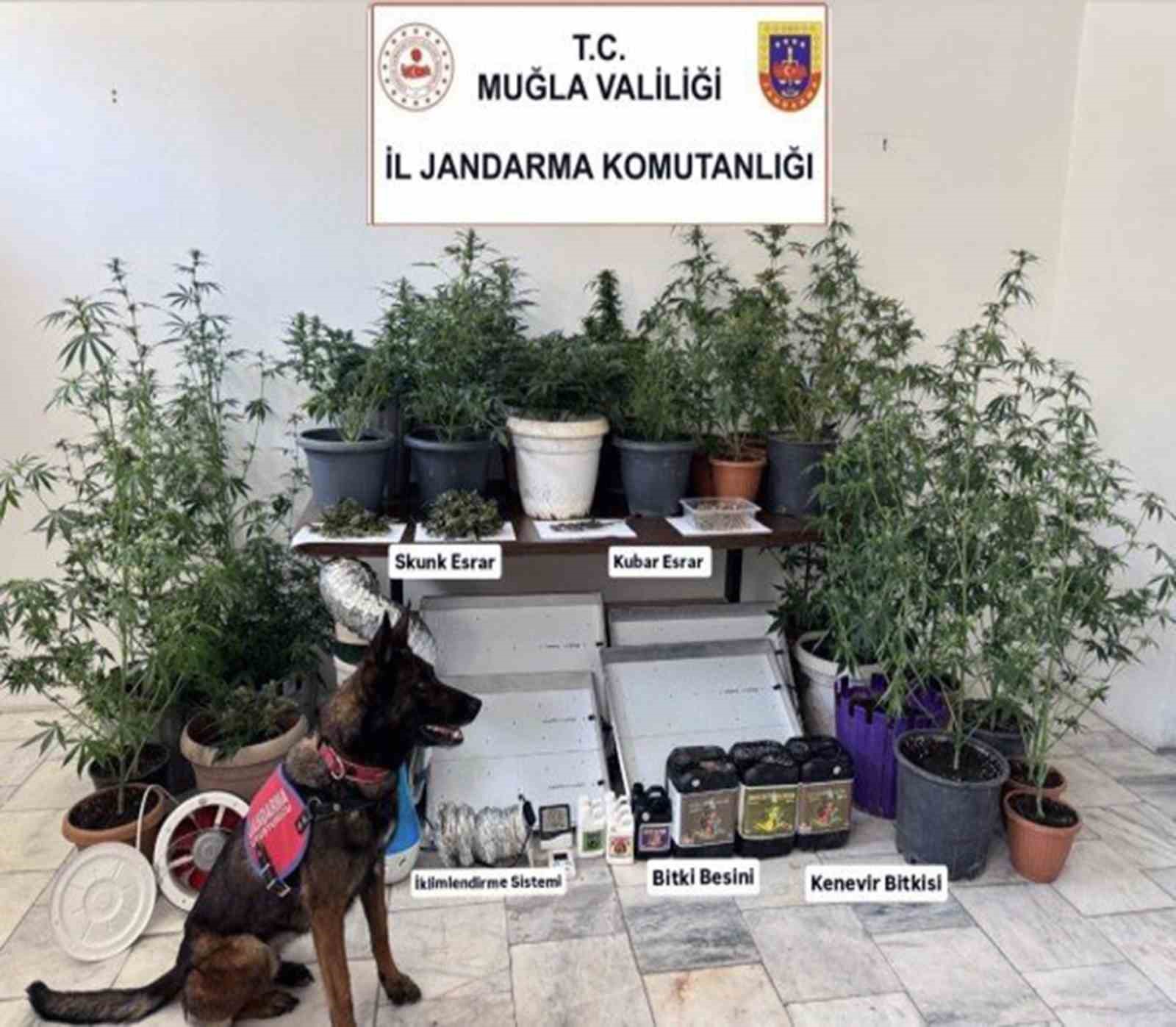 Muğla İl Jandarma Komutanlığı sorumluluk alalında Haziran ayında 113 uyuşturucu