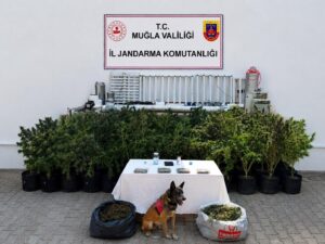 Muğla’nın Bodrum ilçesinde jandarma ekiplerince düzenlenen uyuşturucu operasyonunda bir şüphelinin