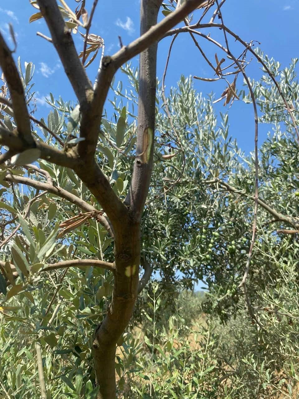 Muğla’nın Menteşe ilçesinde zeytin üretiminin sağlıklı şekilde sürdürülebilmesi amacıyla hastalık