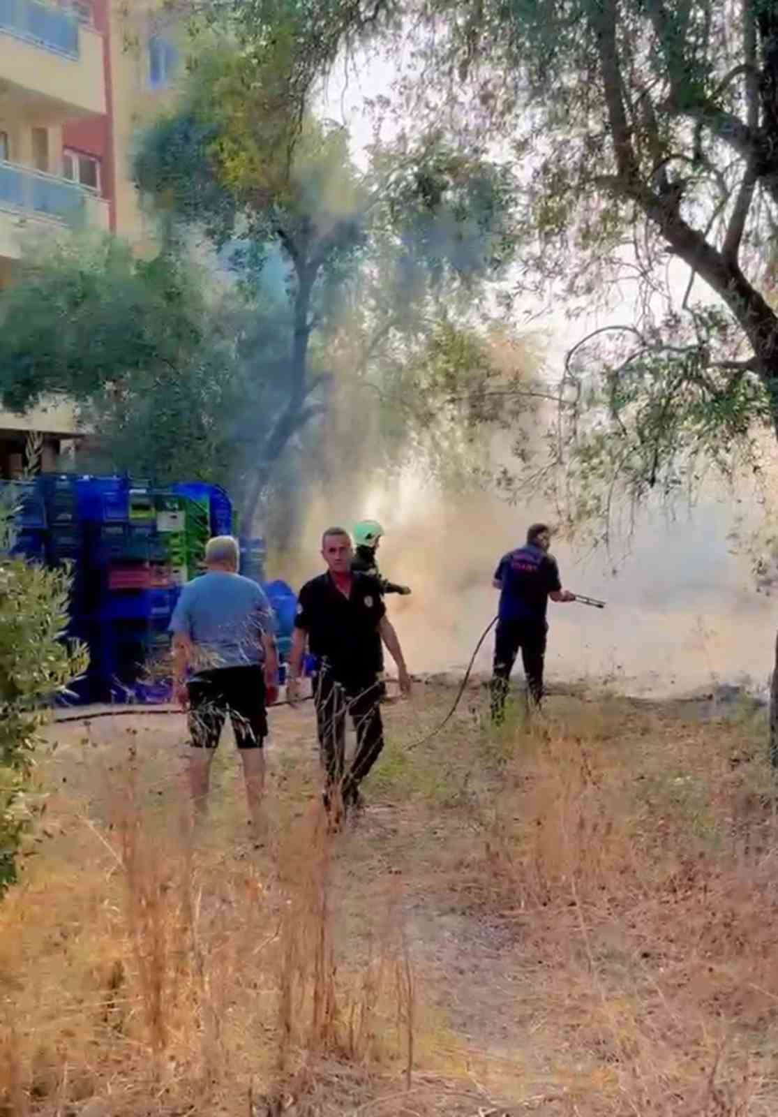 Muğla’nın Milas ilçesinde zeytinlik alanda kuru otların tutuşması ile başlayan