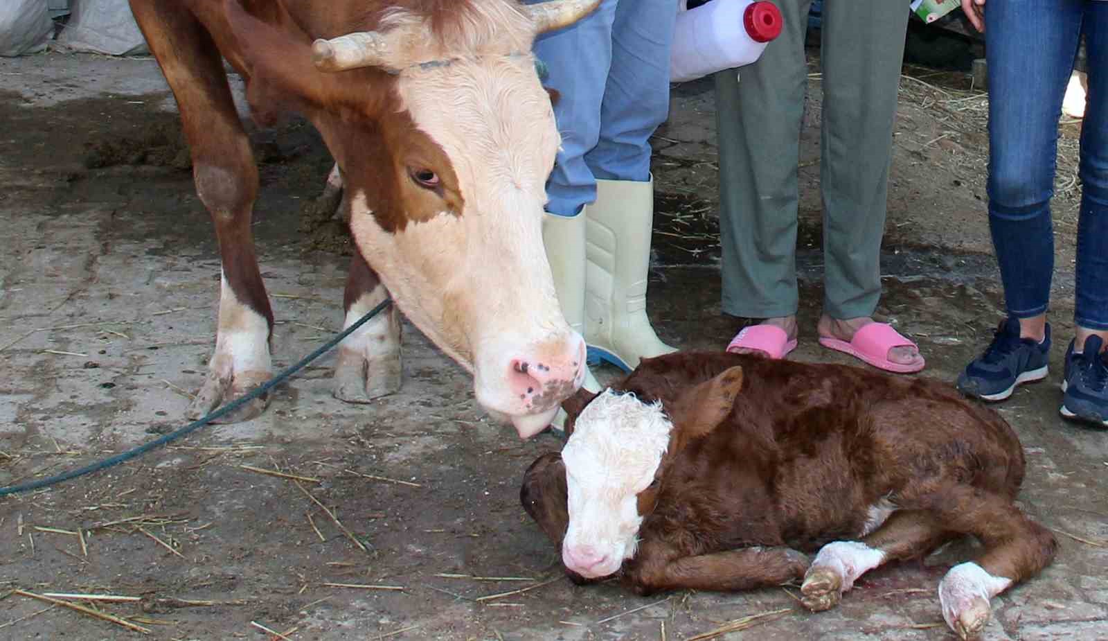 Muğla İl Tarım ve Orman Müdürlüğü tarafından, hayvancılık işletmelerinde verimliliğin