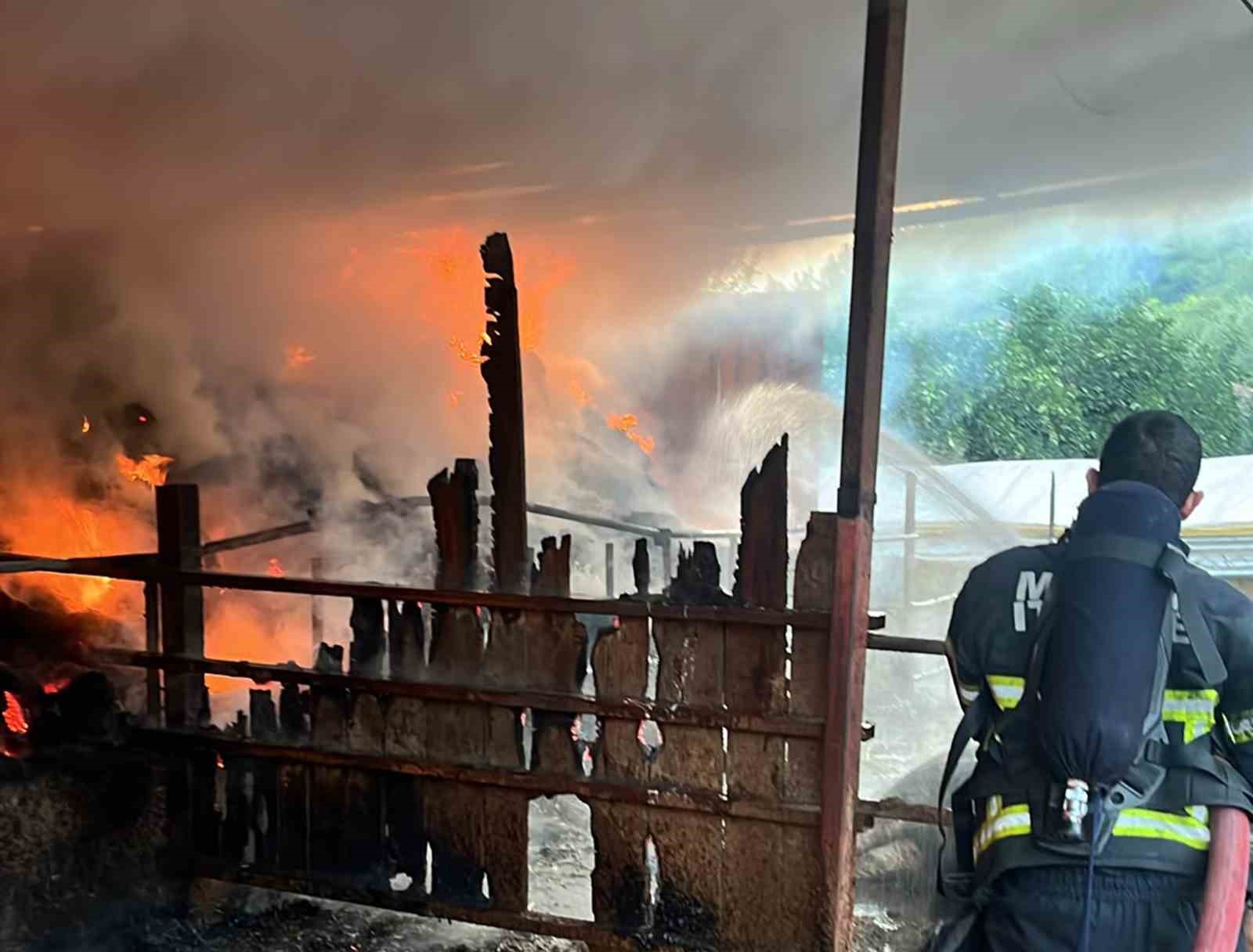 Muğla’nın Ula ilçesi Portakallık Mahallesinde hayvanların bağlı bağlı olduğu ve