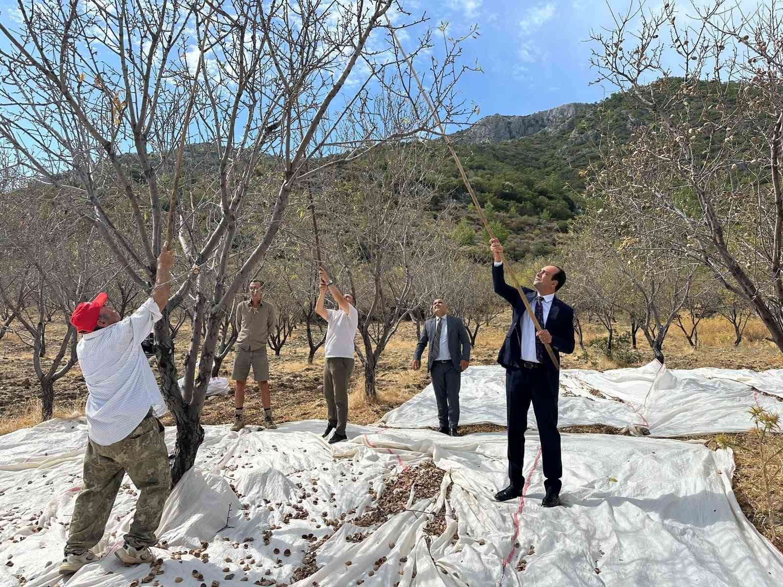 Muğla’nın Datça ilçesinde yaklaşık 13 bin 300 dekar alanda yetiştirilen