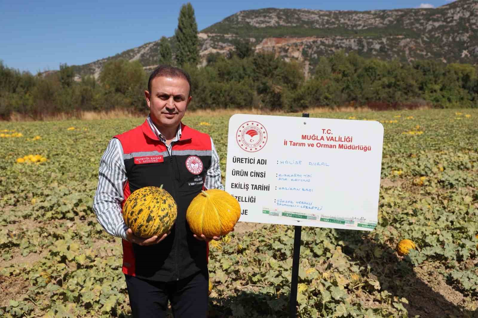 Muğla’nın Menteşe ilçesinde geleneksel tarım kültürünün önemli ürünleri arasında yer