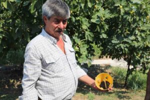 Muğla Büyükşehir Belediyesi, Akdeniz meyve sineğiyle mücadele kapsamında uyguladığı çevre