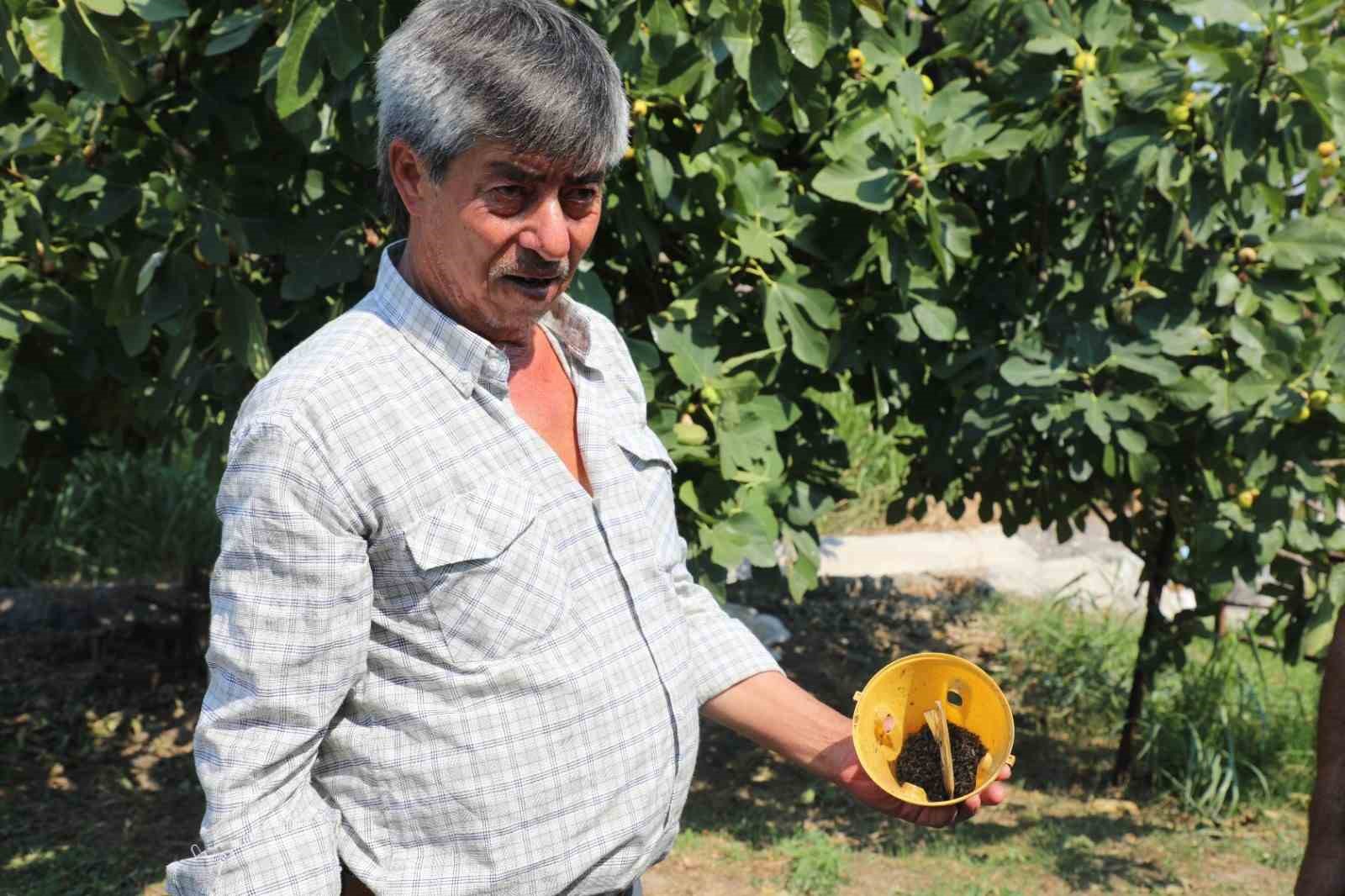 Muğla Büyükşehir Belediyesi, Akdeniz meyve sineğiyle mücadele kapsamında uyguladığı çevre