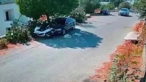 Muğla’nın Bodrum ilçesinde seyir halindeki otomobil, yolda yatan 2 köpeğin