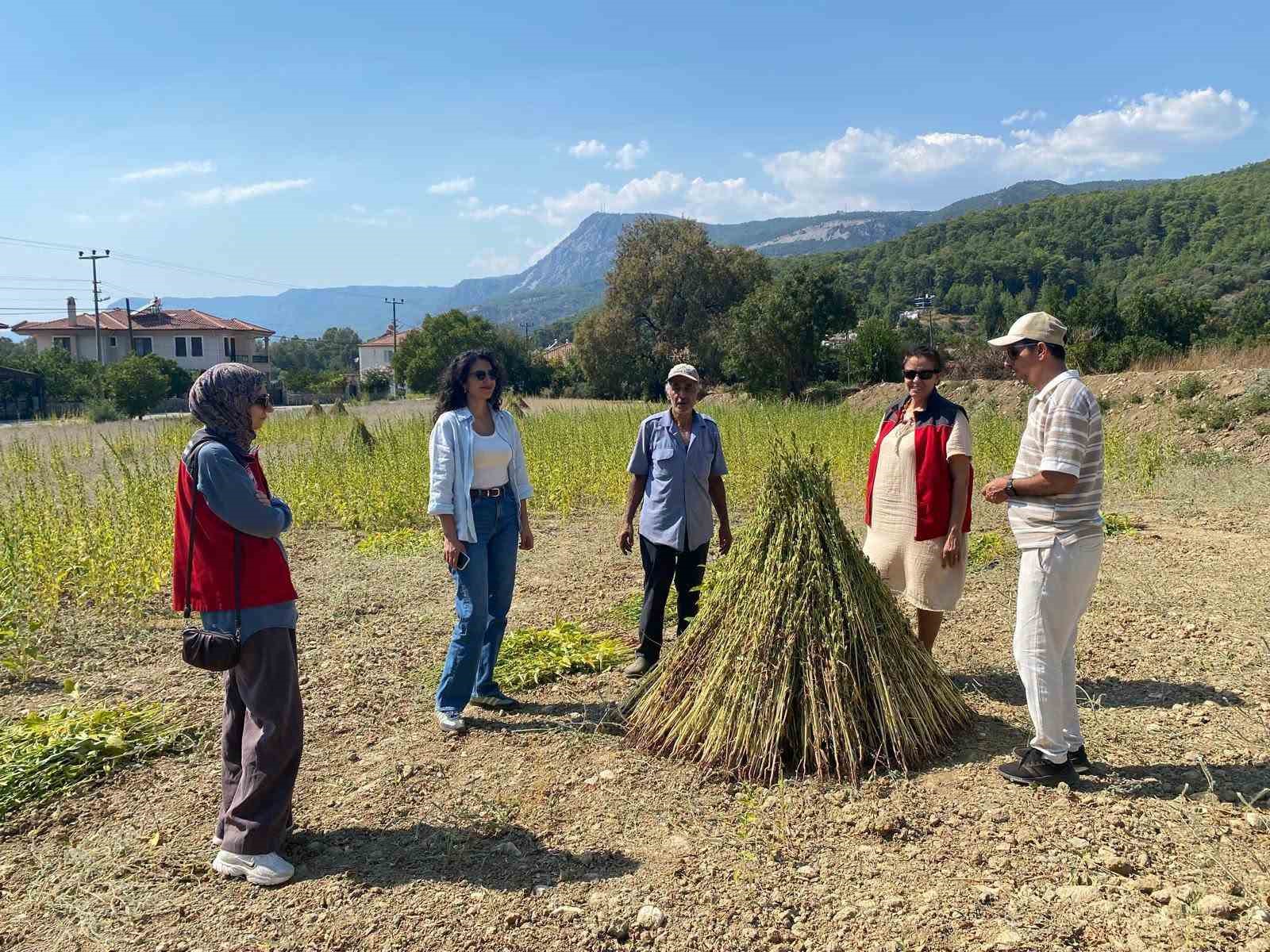 Muğla’da 2026 Yılı Organik Susam Yetiştiriciliğinin Desteklenmesi Projesi kapsamında yürütülen