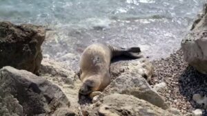 Alanya'da Akdeniz foklarının tescilli mağaraları temizlenip kum yapısı üreme ve