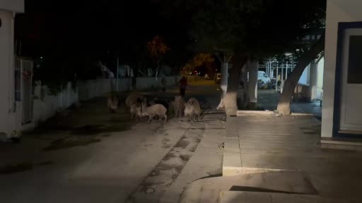 Muğla’nın Bodrum ilçesinde yaban domuzları şehir merkezine kadar indi. Bitez