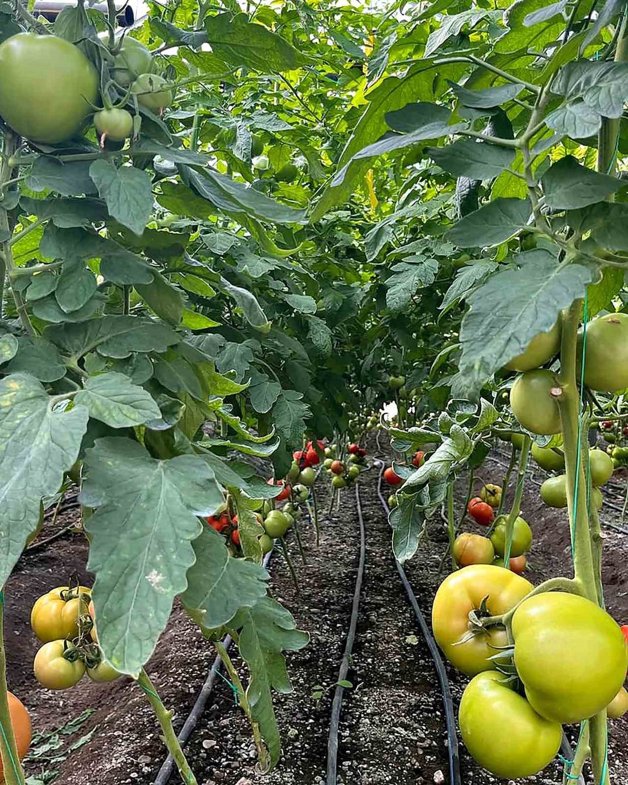 Dalaman İlçe Tarım ve Orman Müdürlüğü ekipleri tarafından, Örtüaltı Sebze