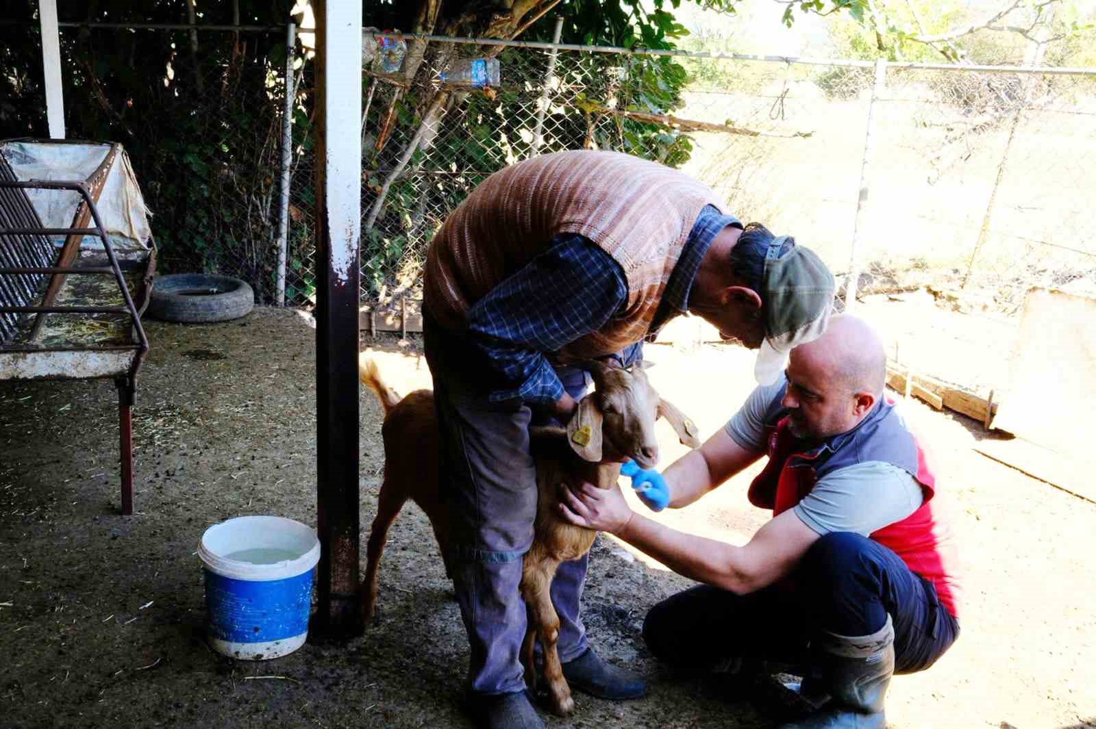 Muğla’da hayvan hastalıklarıyla mücadele kapsamında küçükbaş hayvanlardan kan numuneleri alındı.