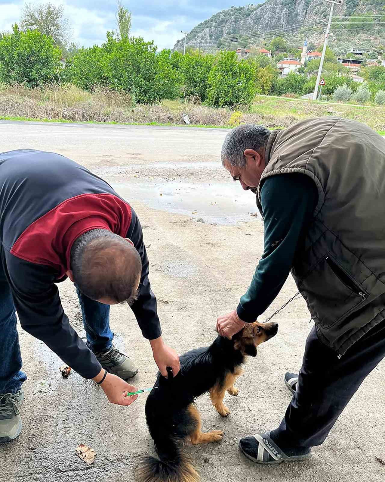 Muğla’nın Ortaca ilçesinde, 2026 yılı kuduz aşılama kampanyası kapsamında kedi