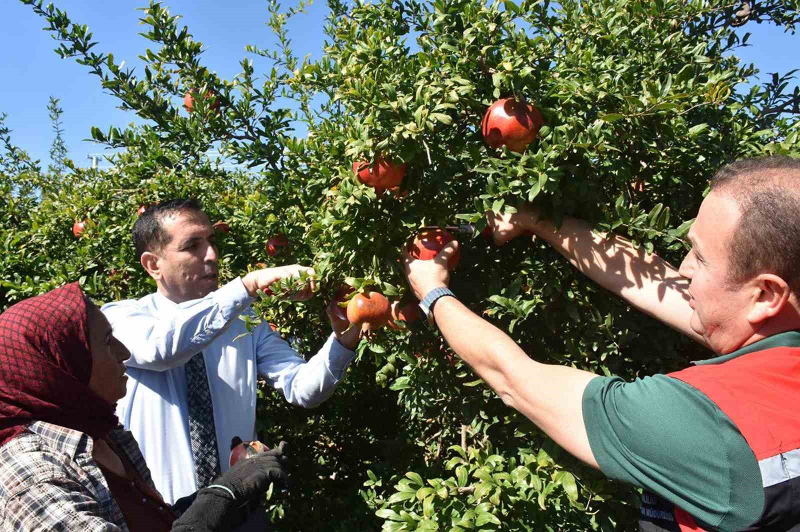 Muğla’nın Ortaca ilçesinde yetiştirilen nar, hem sofralık meyve olarak tüketiliyor