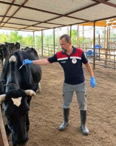 Ortaca İlçe Tarım ve Orman Müdürlüğü ekipleri tarafından büyükbaş hayvanlar
