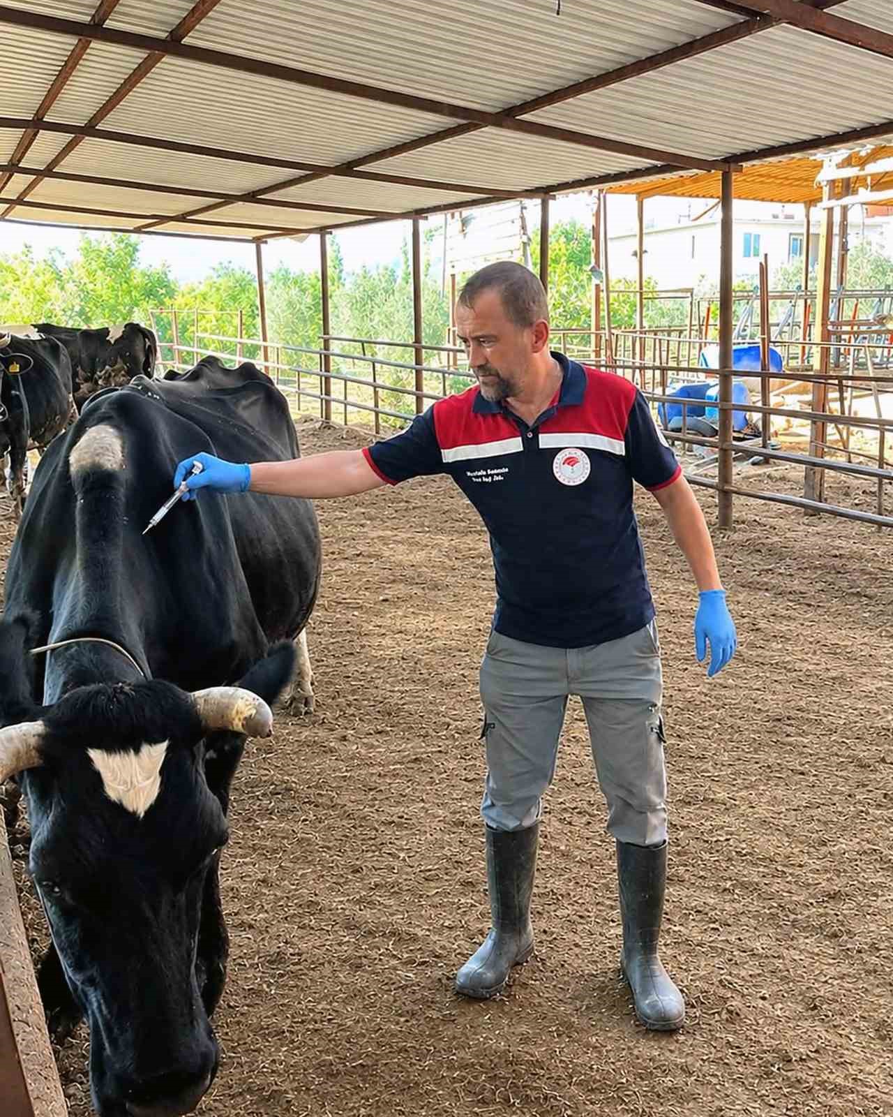 Ortaca İlçe Tarım ve Orman Müdürlüğü ekipleri tarafından büyükbaş hayvanlar